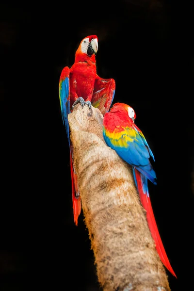 Hayvanat bahçesinde papağan — Stok fotoğraf