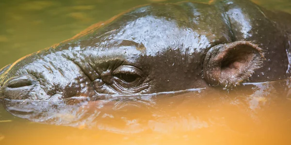 Trpasličích hrochů v Zoo — Stock fotografie