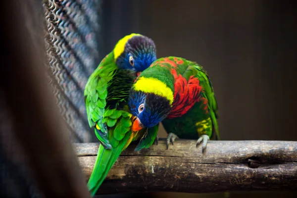 Os pássaros arco-íris estão à procura de um casal . — Fotografia de Stock