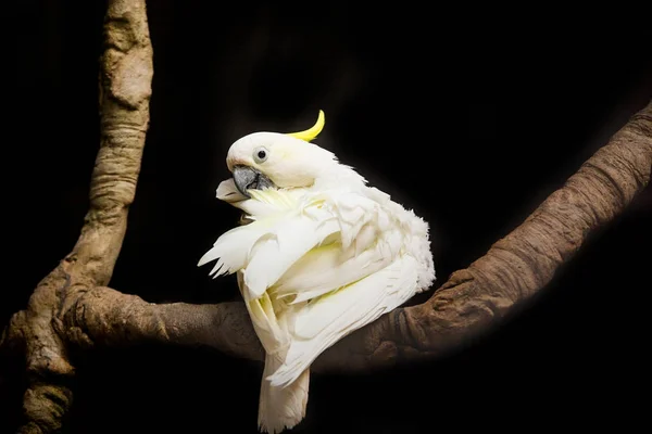 검은 절연 배경에서 유황-볏이 있는 앵무새 — 스톡 사진