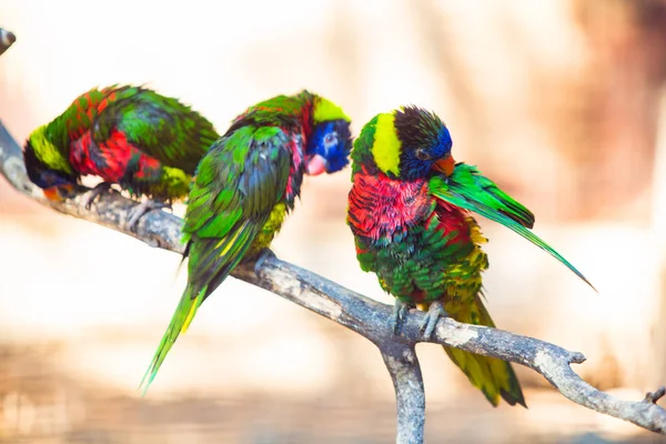 Rainbow Lory, papuga w zoo — Zdjęcie stockowe