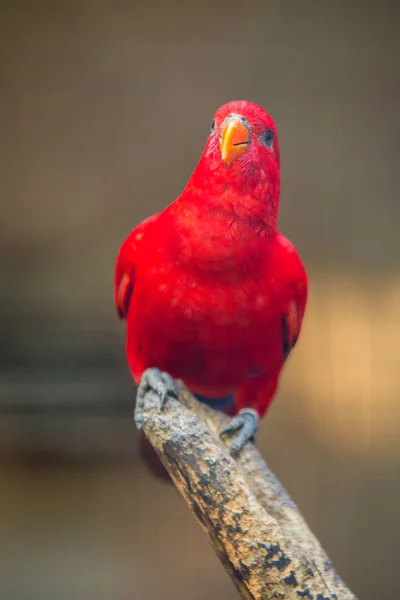 Красный попугай в зоопарке — стоковое фото