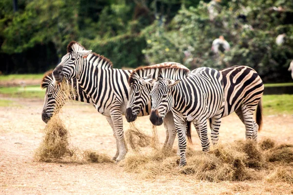 Zebra frisst Gras im Zoo. — Stockfoto