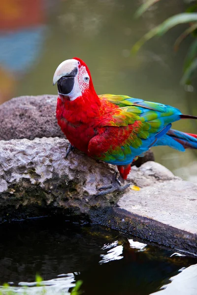 Macaw Papagaio está comendo — Fotografia de Stock