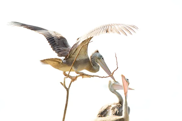 Pelikaan op haar nest — Stockfoto