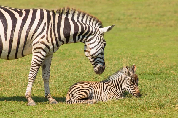 Zebra szczenięta są w zoo. — Zdjęcie stockowe