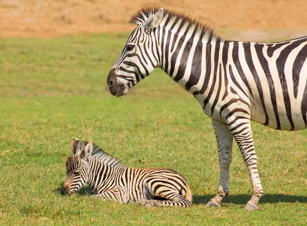 Zebrawelpen sind im Zoo. — Stockfoto