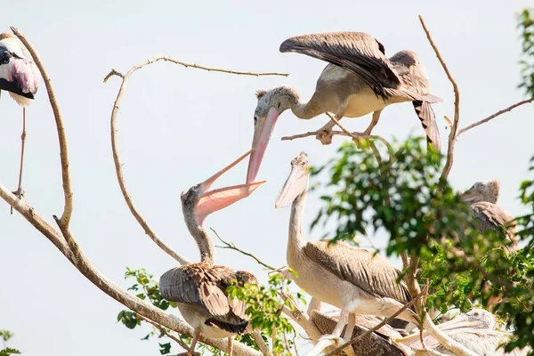 Pelikan auf dem Nest — Stockfoto