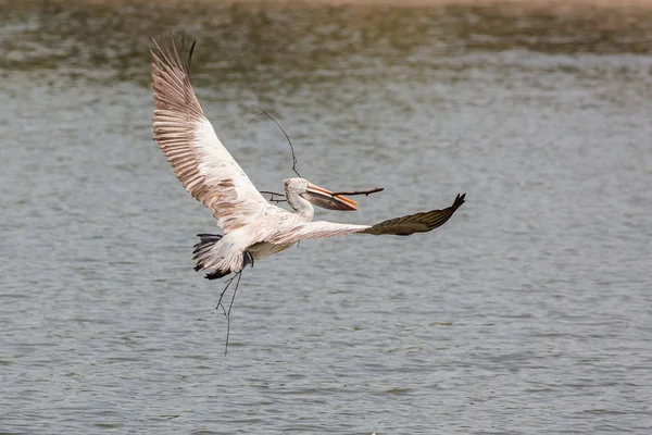 Pelikan uçan hayvanat bahçesinde — Stok fotoğraf