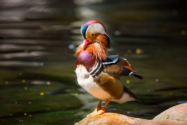 Pato mandarim no zoológico — Fotografia de Stock