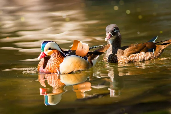 Mandarin kacsa az állatkertben — Stock Fotó