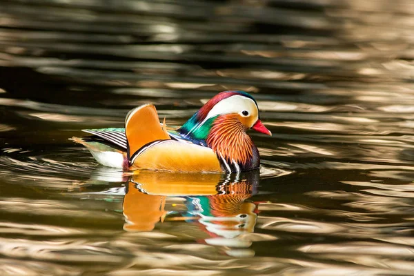 Mandarin kacsa az állatkertben — Stock Fotó