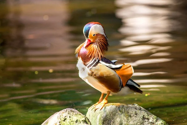 Pato mandarim no zoológico — Fotografia de Stock