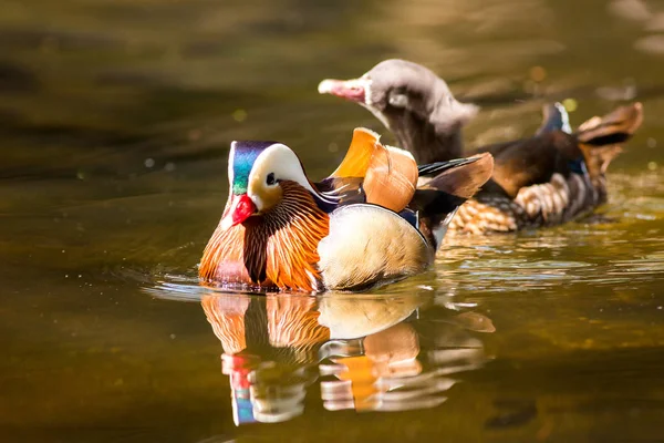 Pato mandarim no zoológico — Fotografia de Stock