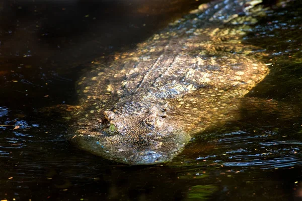 Crocodilo nadando no zoológico — Fotografia de Stock