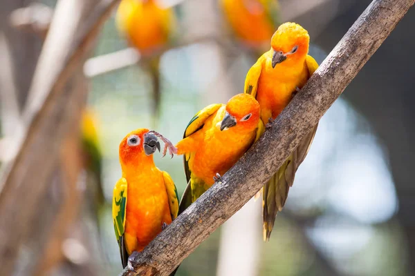Kolorowy żółty papuga, Sun Conure, stojąc na oddział — Zdjęcie stockowe