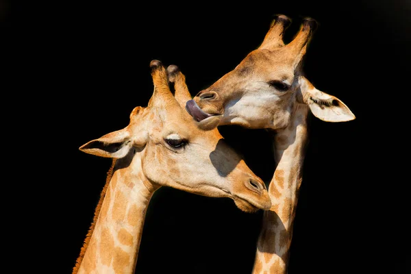 Cabeza de jirafa en el zoológico — Foto de Stock