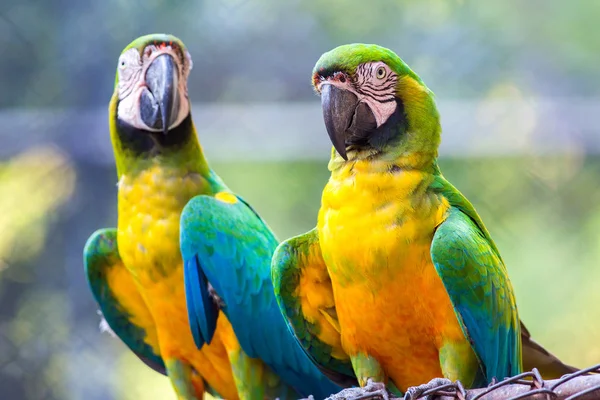 A Grande Arara Verde, Ara ambiguus, também conhecida como Buffon — Fotografia de Stock