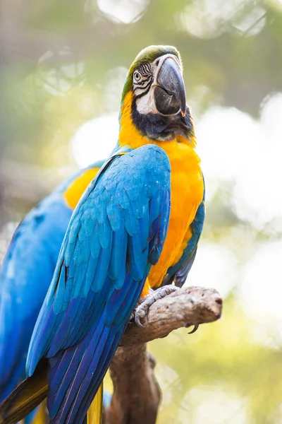 Araras azul e amarelo arara no fundo da natureza — Fotografia de Stock