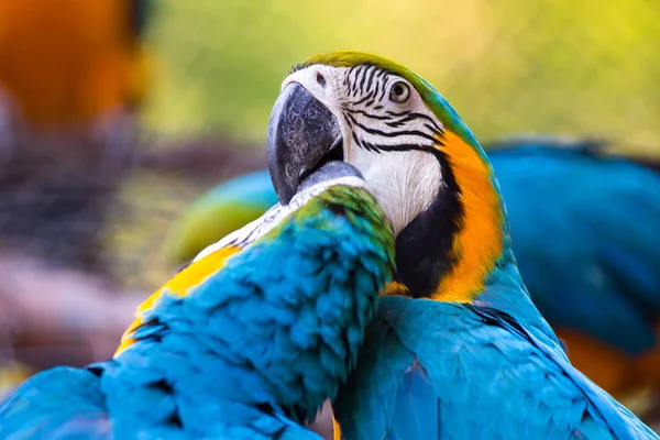 Amerika papağanı mavi ve sarı Amerika papağanı doğa arka plan üzerinde — Stok fotoğraf