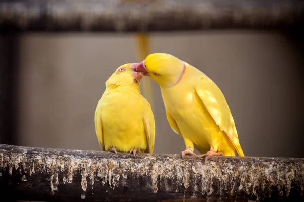 데이트 하는 노란 앵무새. — 스톡 사진
