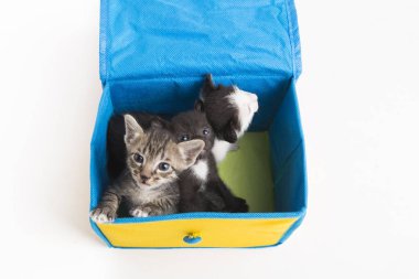 Beyaz arka plan üzerinde izole kutusunda yavru kedi