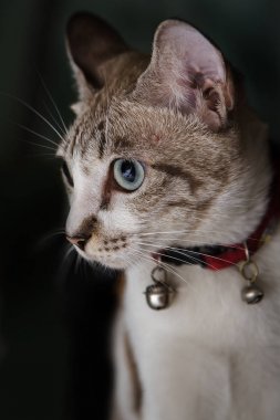 Güzel kedi siyah bir arka plan üzerinde bakıyordu.