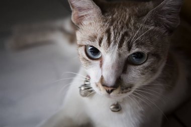 Güzel kedi siyah bir arka plan üzerinde bakıyordu.