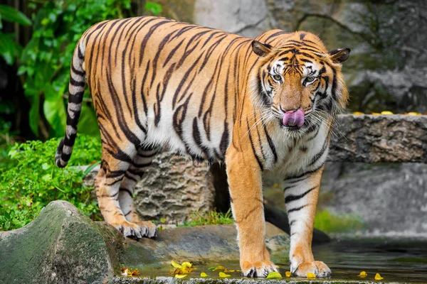 Bengal tiger stående med bambu buskar i bakgrunden — Stockfoto