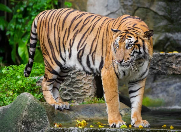 Bengaalse tijger staande met bamboe struiken in achtergrond — Stockfoto