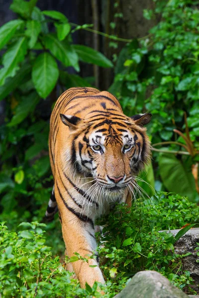 Tigre bengale debout avec des buissons de bambou en arrière-plan — Photo