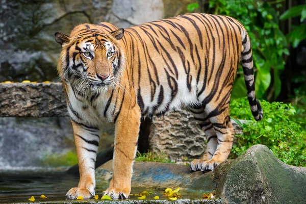 Bengaalse tijger staande met bamboe struiken in achtergrond — Stockfoto