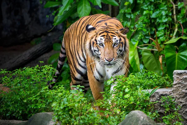 Tigre de bengala de pie con arbustos de bambú en el fondo — Foto de Stock