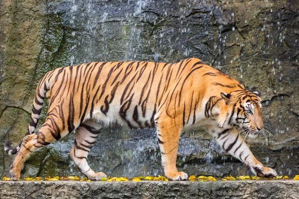 Бенгальский тигр в зоопарке — стоковое фото