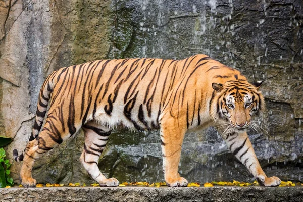 Bengal kaplanı kafa kameraya doğrudan arıyorsunuz