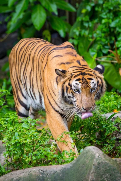 bengal tiger standing with bamboo bushes in background