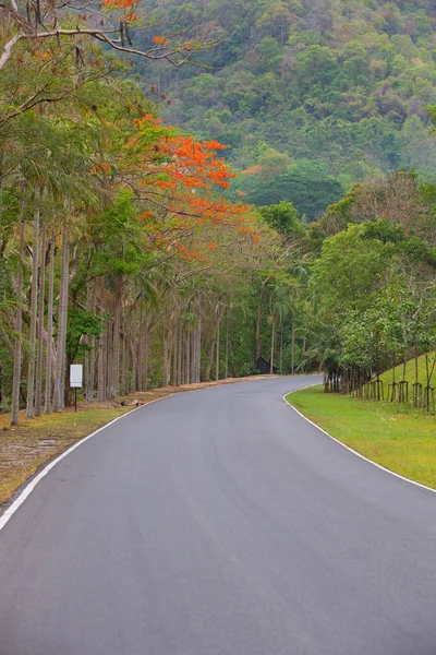 公园内的路 — 图库照片