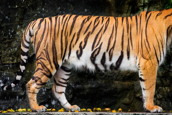 Kroppen av den Bengalisk Tiger — Stockfoto
