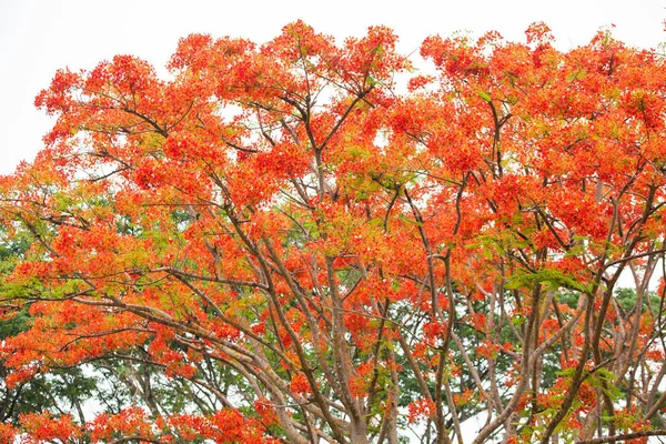 Fiore rosso del guppy tree nel parco . — Foto Stock