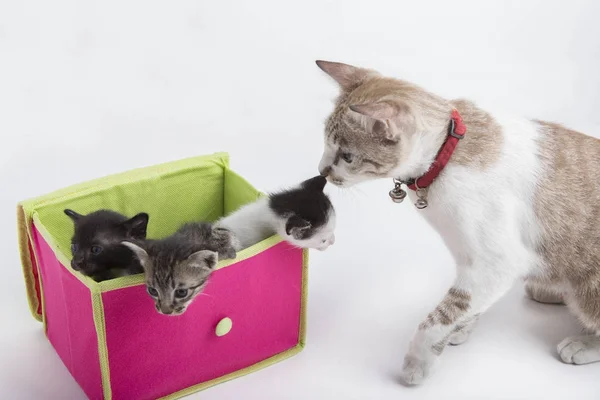 Beyaz arka plan üzerinde izole kutusunda yavru kedi — Stok fotoğraf