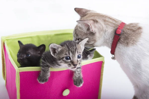 Gatinhos em caixa isolada no fundo branco — Fotografia de Stock
