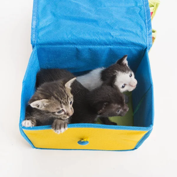 Gatinhos em caixa isolada no fundo branco — Fotografia de Stock