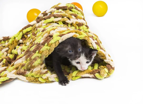 Gatinho jogando colorir bola — Fotografia de Stock