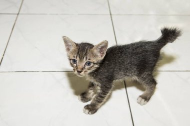 Beyaz arka plan üzerinde izole kutusunda yavru kedi