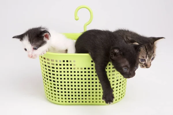 Gatinhos em caixa isolada no fundo branco — Fotografia de Stock