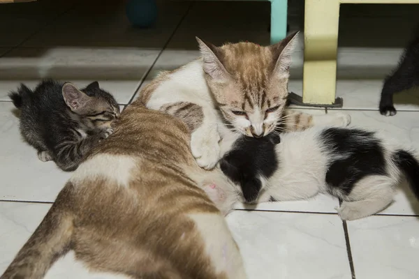猫妈妈喂养小猫 — 图库照片