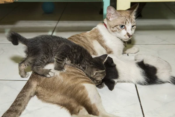 Mãe gato alimentando gatinhos — Fotografia de Stock