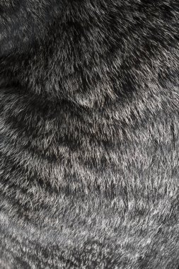  Cat fur texture Close-up clipart