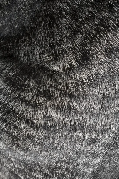 Texture fourrure de chat Gros plan — Photo