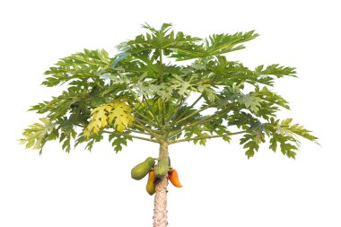 Papaya ağaç meyve ile.